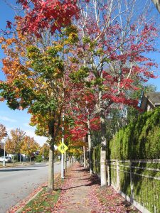 fall-colors-terra-nova-street-oct-2016